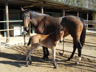 CM Equitazione Orbetello