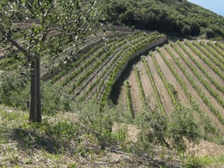 Poderi di Capo d'Uomo
