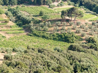 Ansonica Costa dell’Argentario DOC