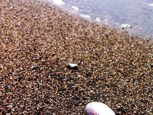 Animali Ammessi Mare Toscana