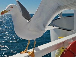 Animali Ammessi Mare Toscana