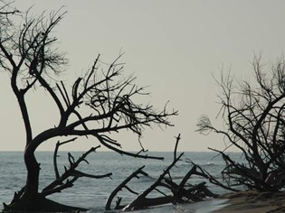 Nature and Environment