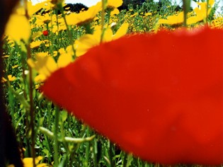 Consortium activities Maremmamare