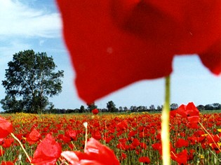 Consortium activities Maremmamare