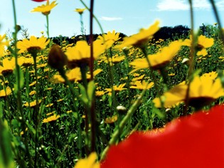 Consortium activities Maremmamare