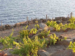 Scopri Ansonica Costa dell'Argentario